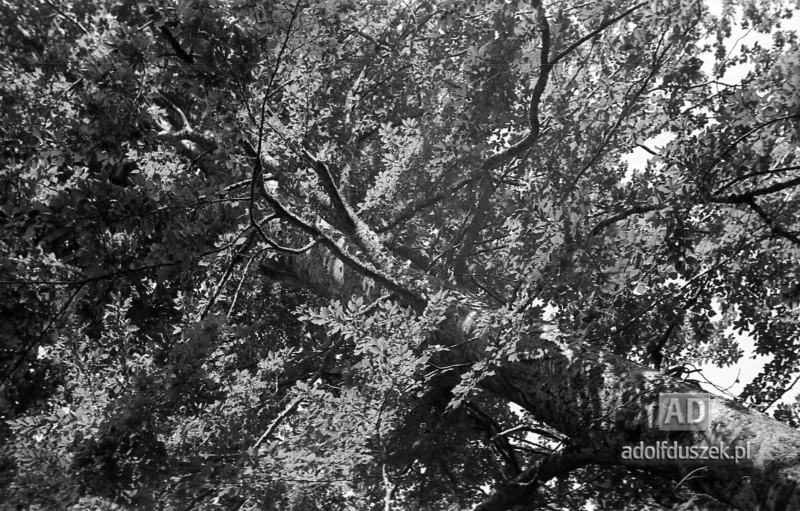 1953-Roztocze-Lubelskie-064