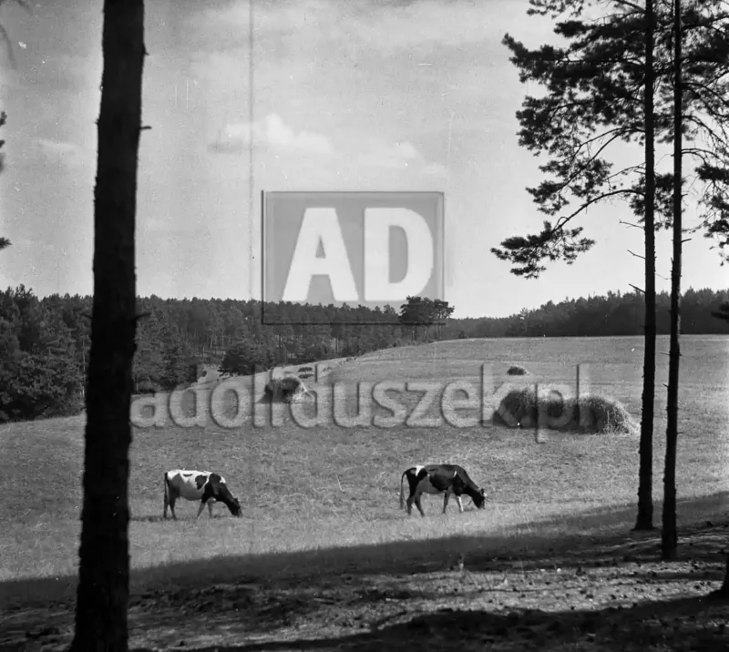 1955-Kaszuby-003