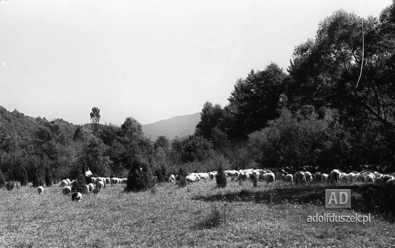 195X-Pieniny-054