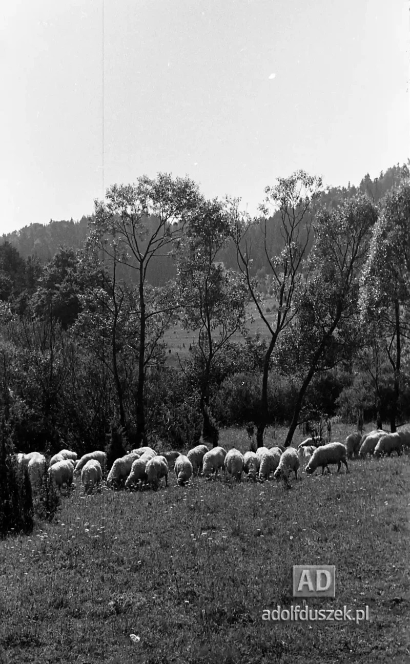 195X-Pieniny-056