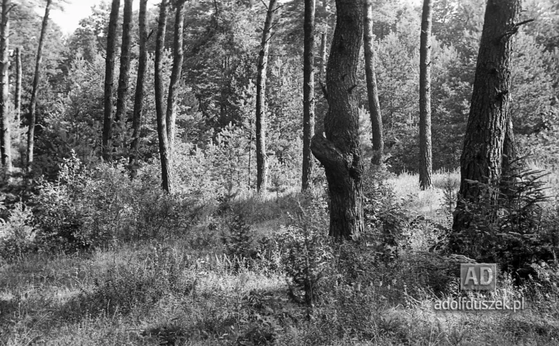1953-Roztocze-Lubelskie-002