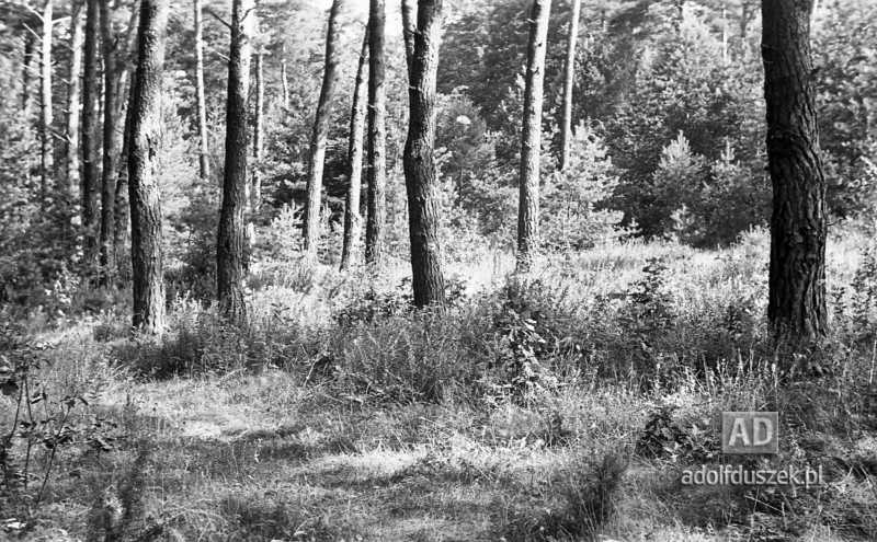 1953-Roztocze-Lubelskie-003