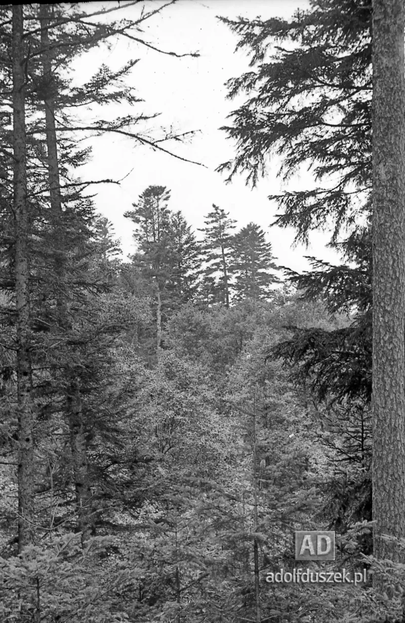 1953-Roztocze-Lubelskie-013