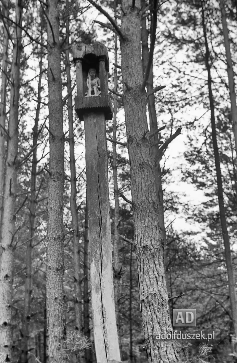 1953-Roztocze-Lubelskie-020