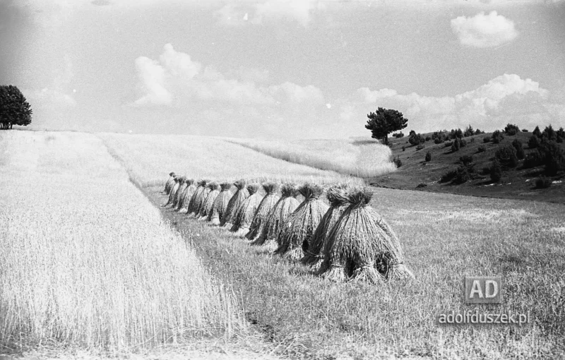 1953-Roztocze-Lubelskie-030