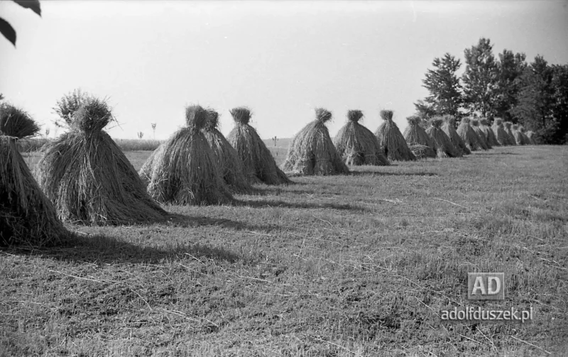 1953-Roztocze-Lubelskie-036