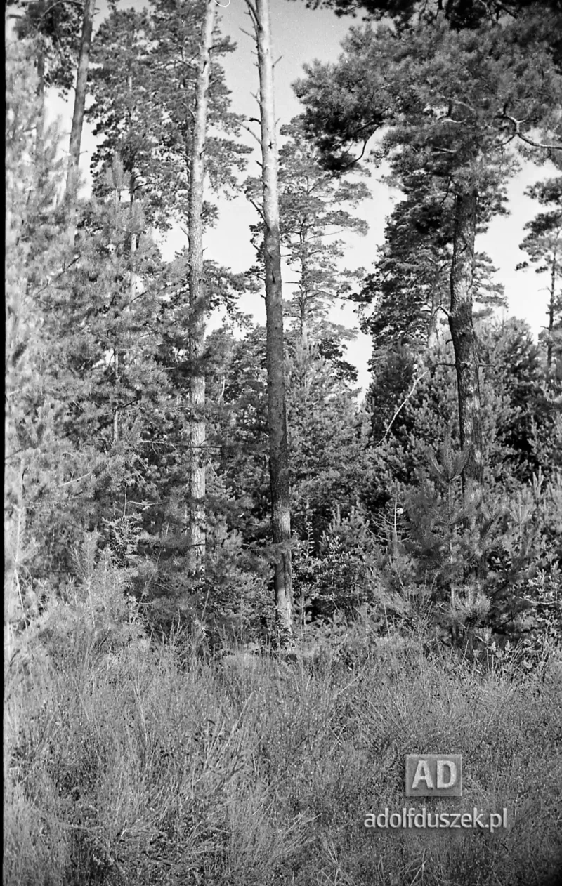 1953-Roztocze-Lubelskie-042