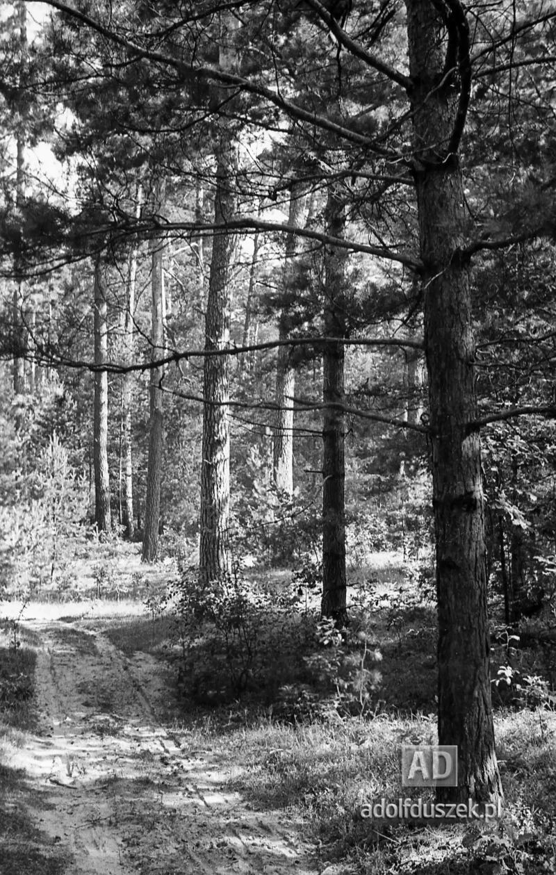 1953-Roztocze-Lubelskie-044