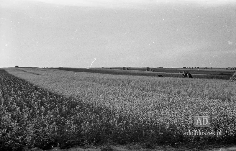 1953-Roztocze-Lubelskie-049