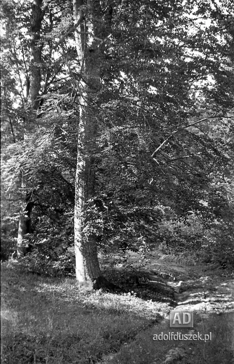 1953-Roztocze-Lubelskie-052