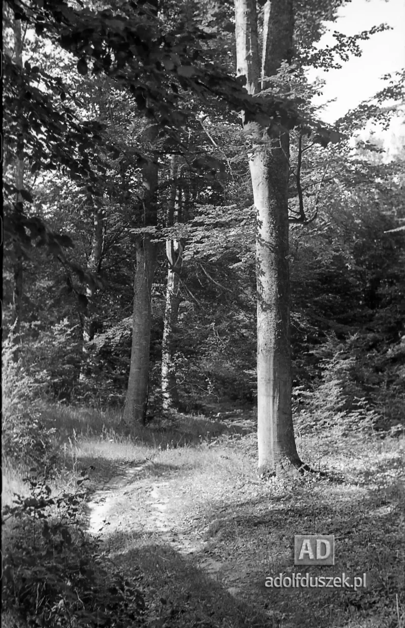 1953-Roztocze-Lubelskie-053