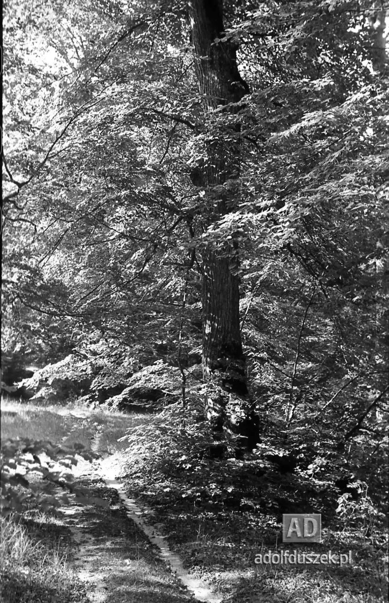 1953-Roztocze-Lubelskie-054