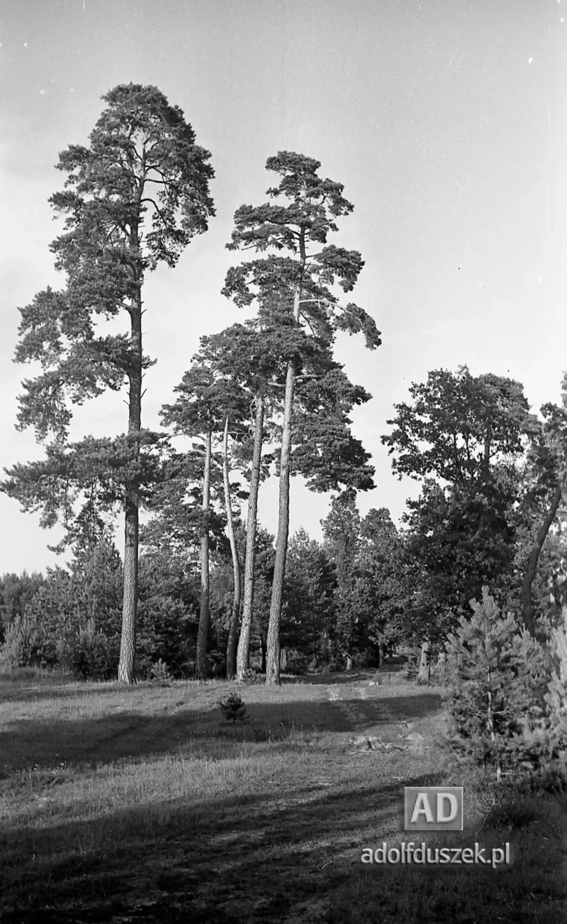 1953-Roztocze-Lubelskie-059