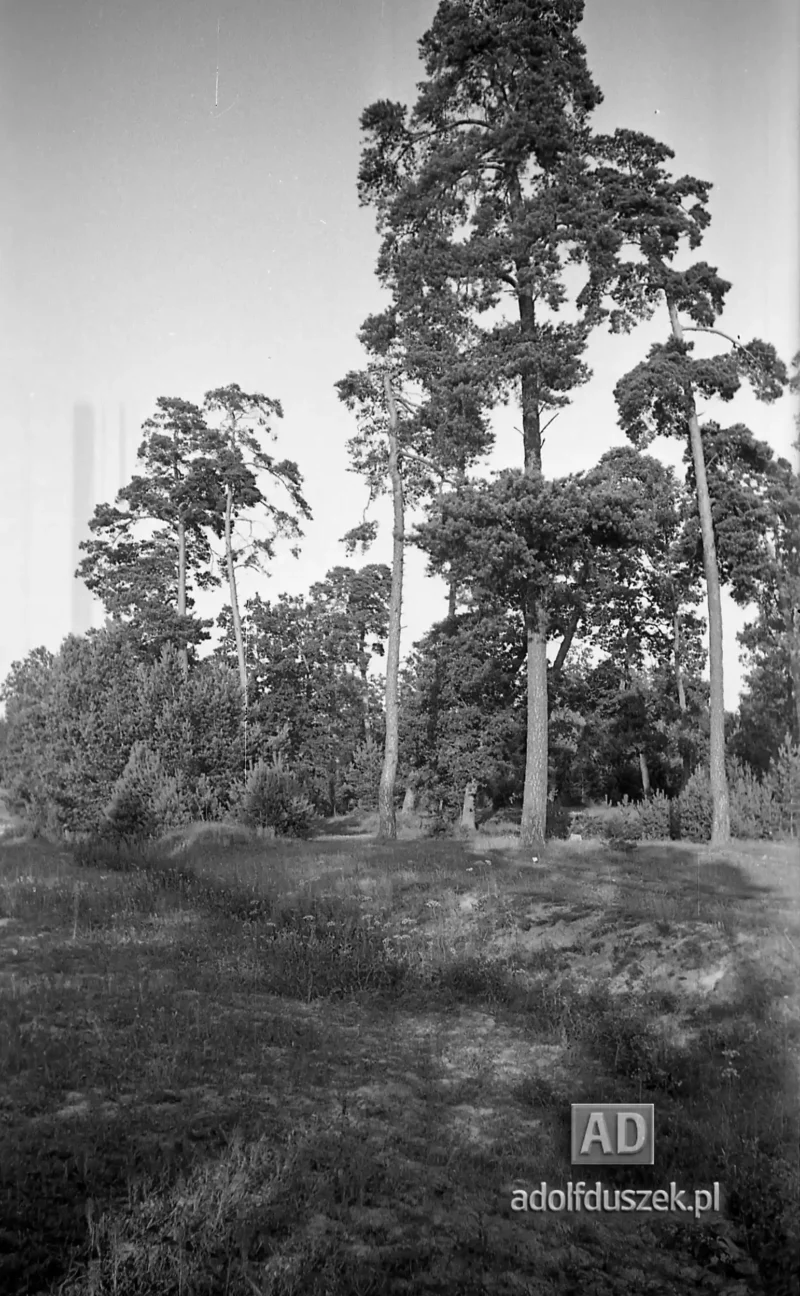 1953-Roztocze-Lubelskie-060