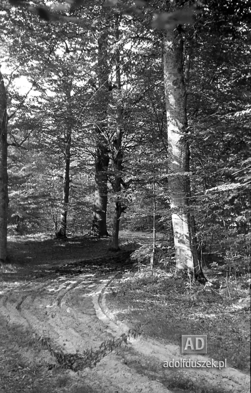 1953-Roztocze-Lubelskie-066