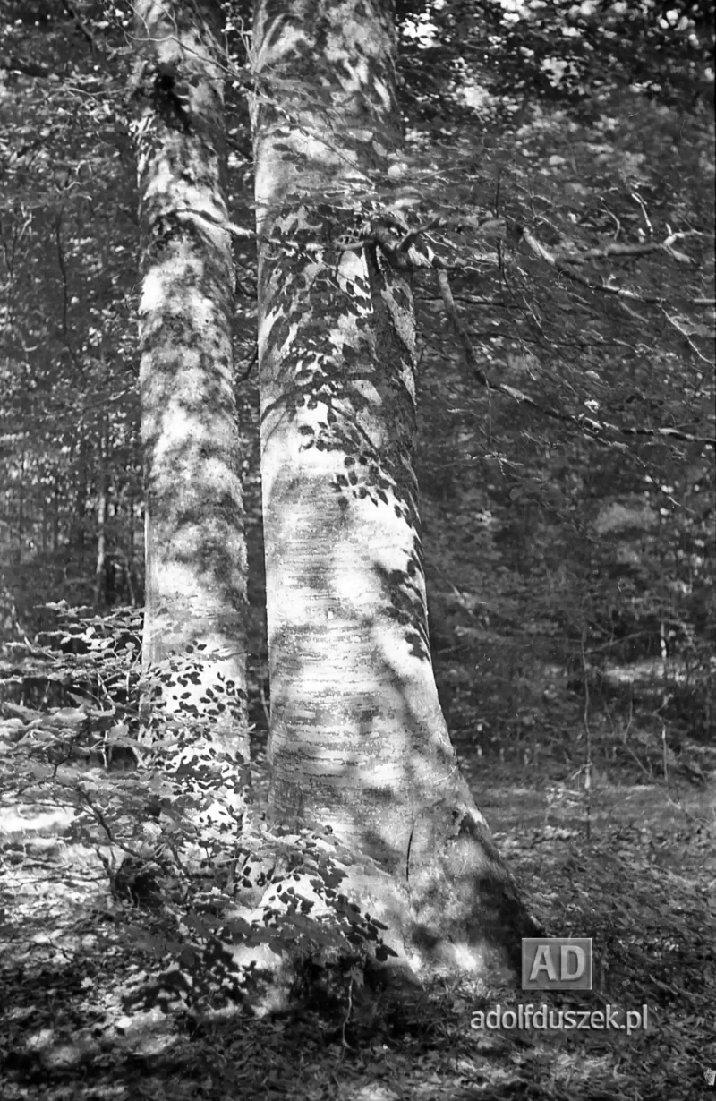 1953-Roztocze-Lubelskie-067
