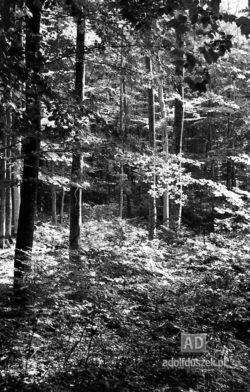 1953-Roztocze-Lubelskie-068