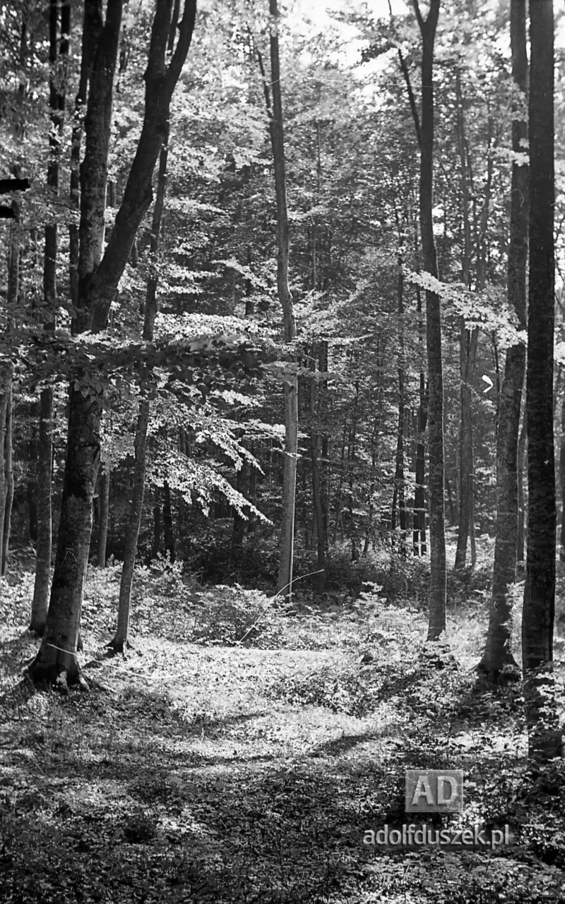 1953-Roztocze-Lubelskie-069