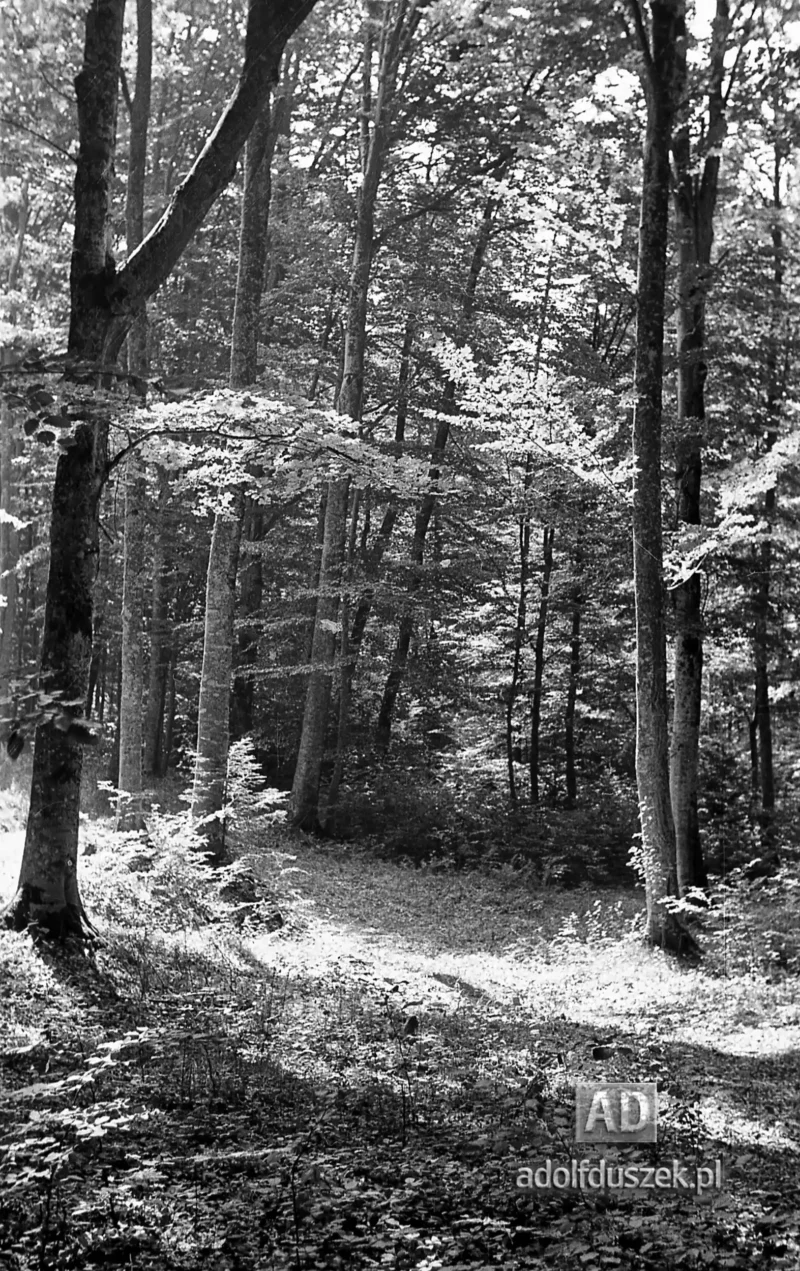 1953-Roztocze-Lubelskie-070