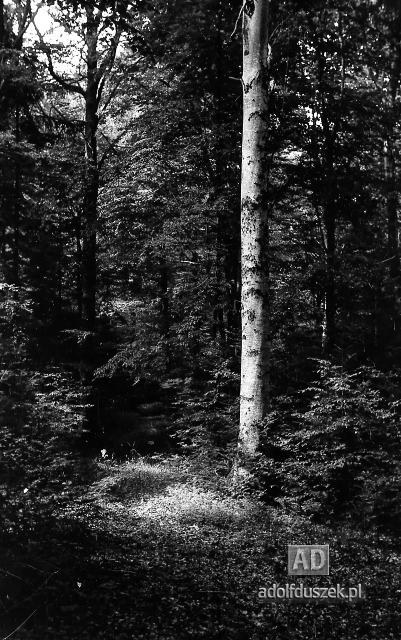 1953-Roztocze-Lubelskie-072