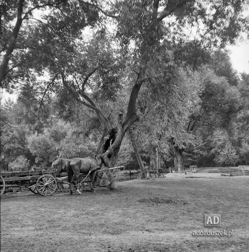 1953-Roztocze-Lubelskie-084