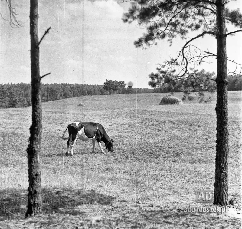 1955-Kaszuby-001