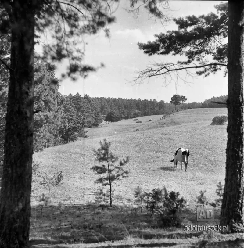 1955-Kaszuby-002