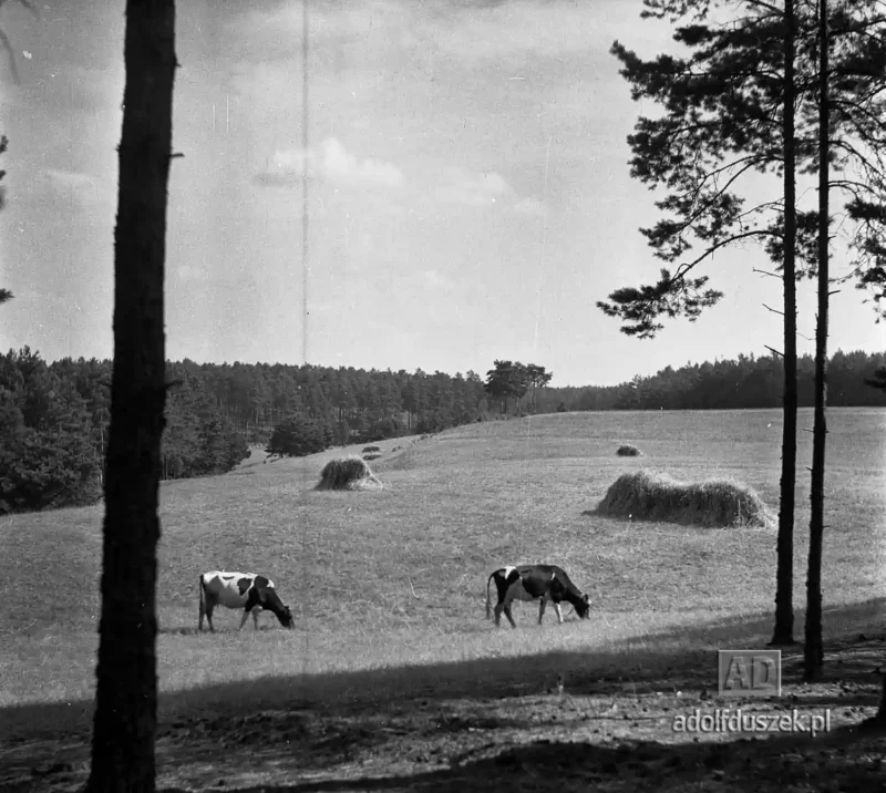 1955-Kaszuby-003