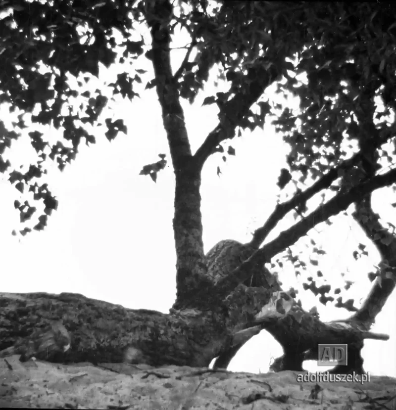 1955-Kaszuby-047