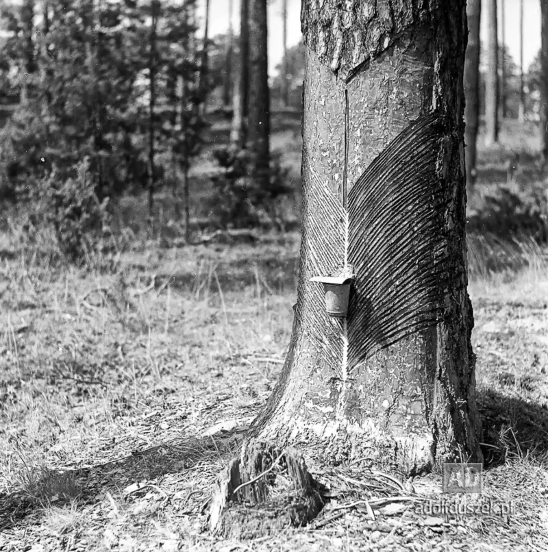1955-Kaszuby-068