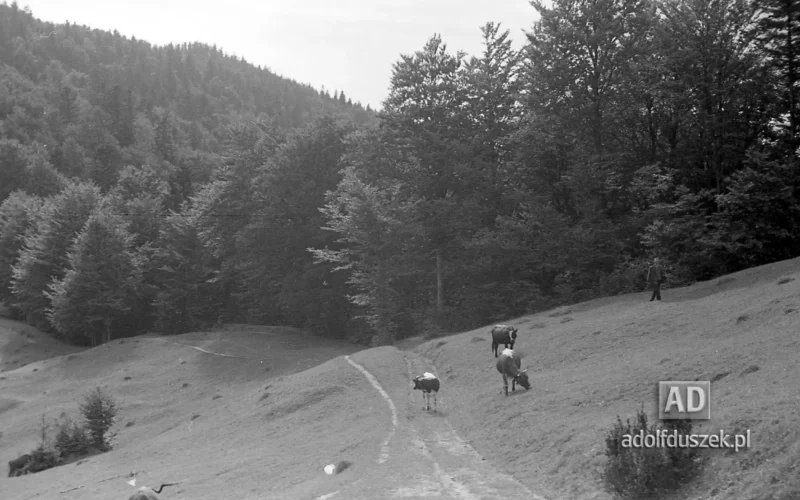 195X-Pieniny-205