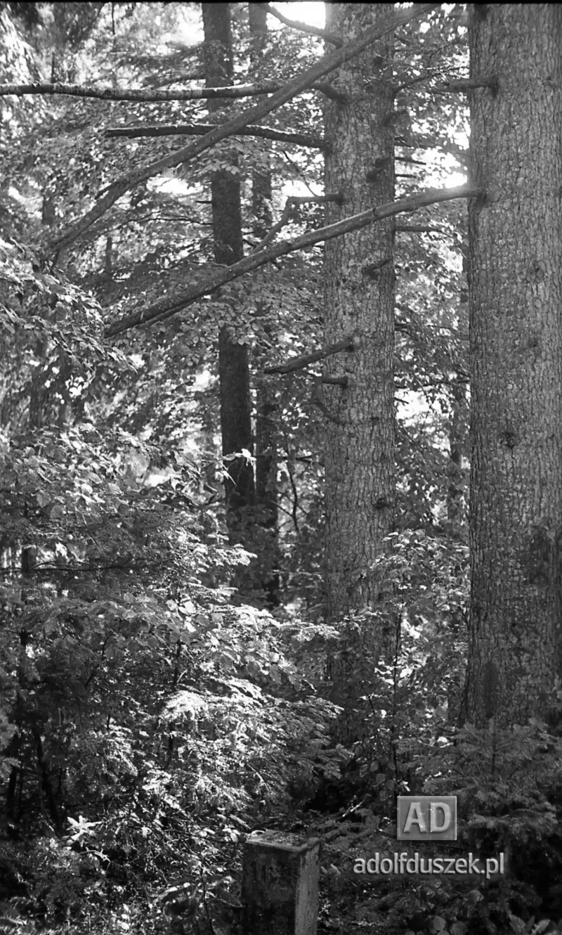 195X-Pieniny-249