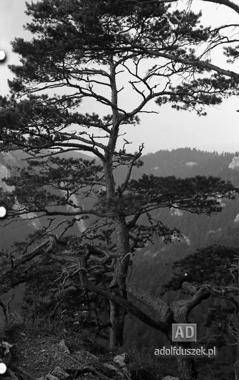 195X-Pieniny-259