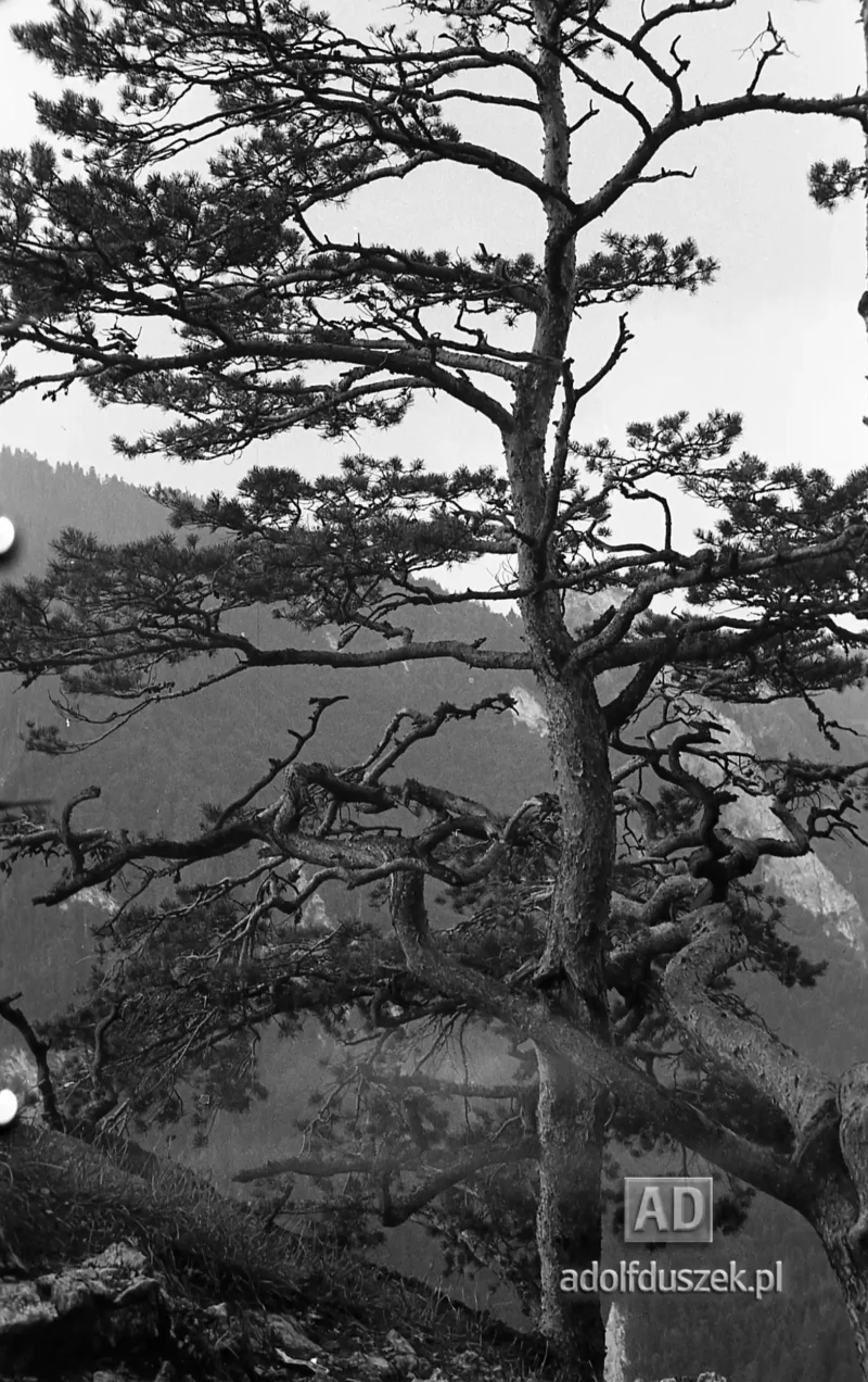 195X-Pieniny-260