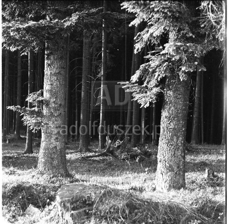 Bieszczady-046