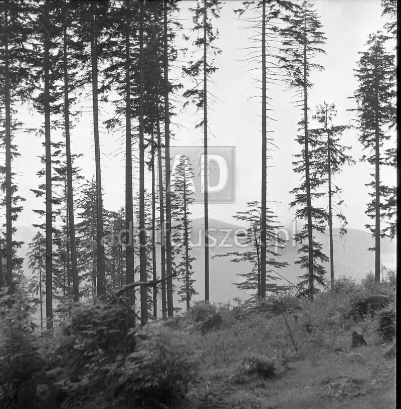 Bieszczady-107